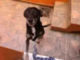 Chispita