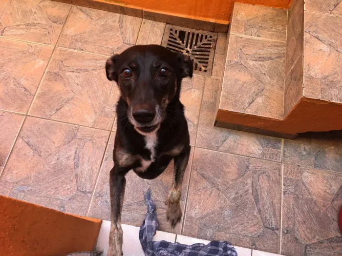 Cachorro ra a SRD idade 6 ou mais anos nome Chispita