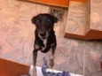 Chispita