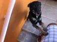 Chispita