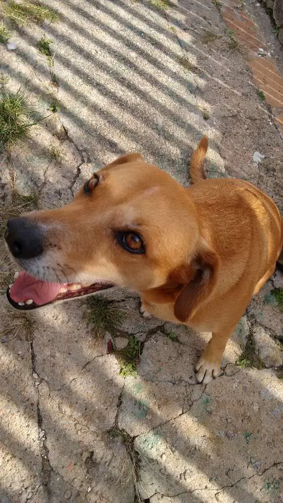 Cachorro ra a Não definida idade 2 anos nome Não possui