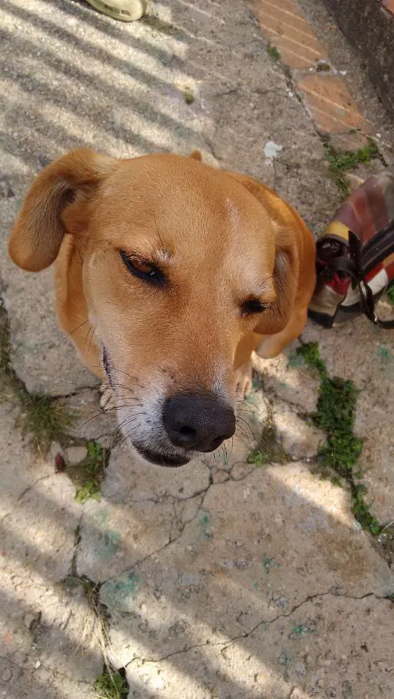 Cachorro ra a Não definida idade 2 anos nome Não possui