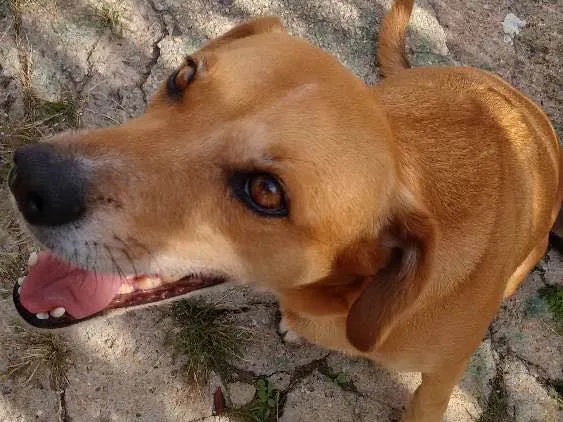 Cachorro ra a Não definida idade 2 anos nome Não possui