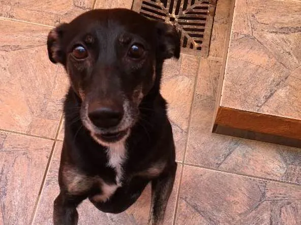 Cachorro ra a SRD idade 6 ou mais anos nome Chispita