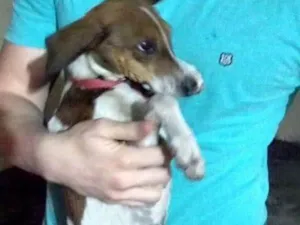 Cachorro raça Indefinido idade 2 a 6 meses nome Batata