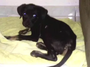 Cachorro raça Sem raça definida idade 2 a 6 meses nome Fred