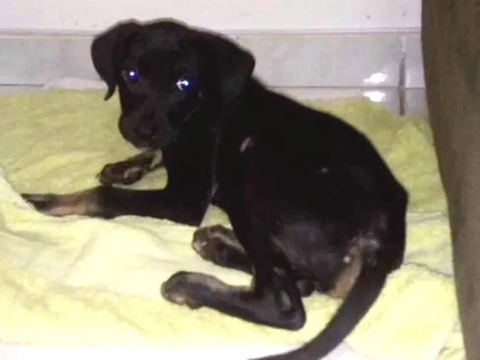 Cachorro ra a Sem raça definida idade 2 a 6 meses nome Fred