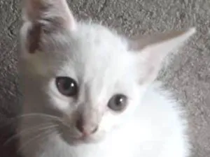 Gato raça  idade 2 a 6 meses nome Amélia