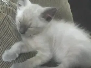 Gato raça Siames idade 2 a 6 meses nome Dorothy