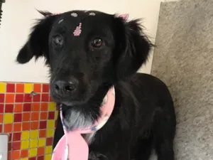 Cachorro raça SRD idade 7 a 11 meses nome Anitta