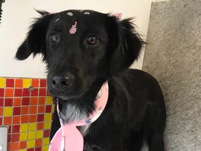 Cachorro ra a SRD idade 7 a 11 meses nome Anitta