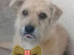 Cachorro raça SRD idade 5 anos nome Théo Theteco