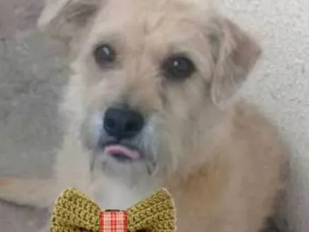 Cachorro ra a SRD idade 5 anos nome Théo Theteco