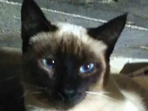 Gato raça srd idade 2 a 6 meses nome Greg