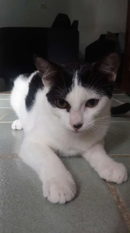 Gato ra a Sem raça definida idade 2 a 6 meses nome Aurora