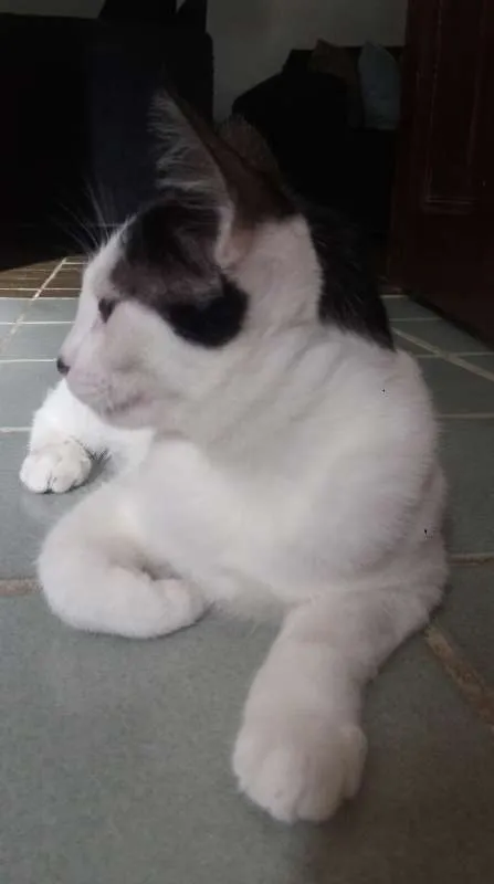 Gato ra a Sem raça definida idade 2 a 6 meses nome Aurora