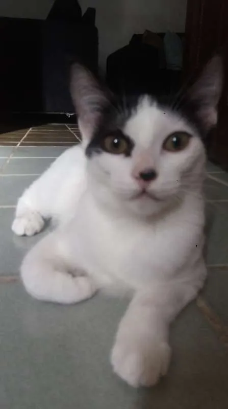 Gato ra a Sem raça definida idade 2 a 6 meses nome Aurora