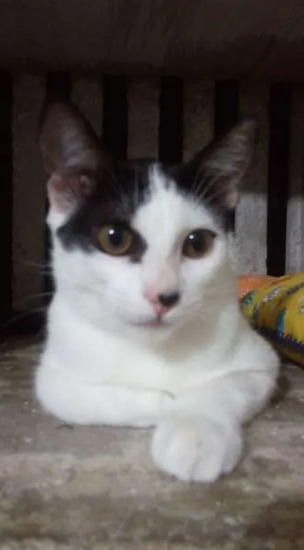 Gato ra a Sem raça definida idade 2 a 6 meses nome Aurora