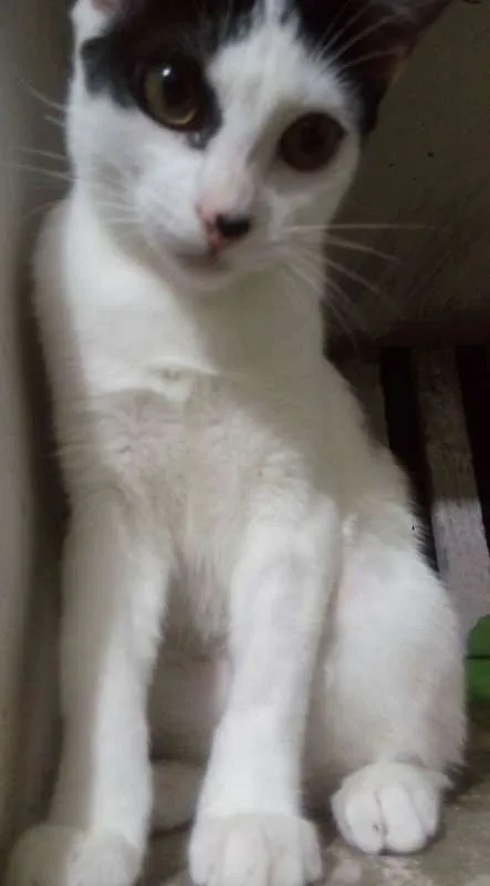 Gato ra a Sem raça definida idade 2 a 6 meses nome Aurora