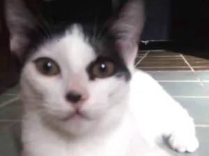 Gato raça Sem raça definida idade 2 a 6 meses nome Aurora