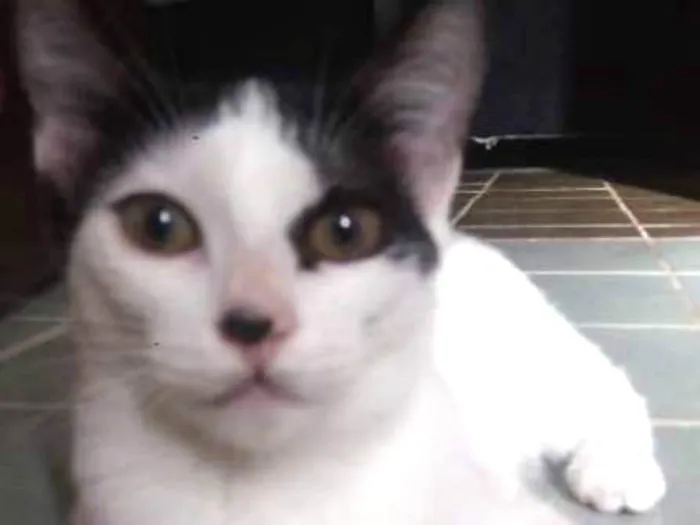 Gato ra a Sem raça definida idade 2 a 6 meses nome Aurora