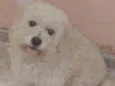 Biscoito
