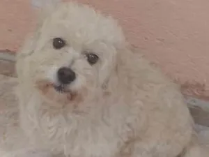 Cachorro raça Não sei idade 5 anos nome Biscoito