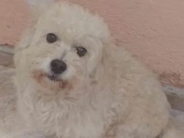 Cachorro ra a Não sei idade 5 anos nome Biscoito