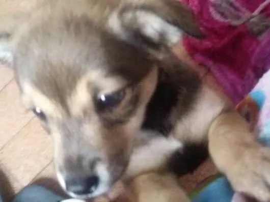 Cachorro ra a Vira Lata idade Abaixo de 2 meses nome Sem nome