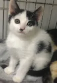 LAKA