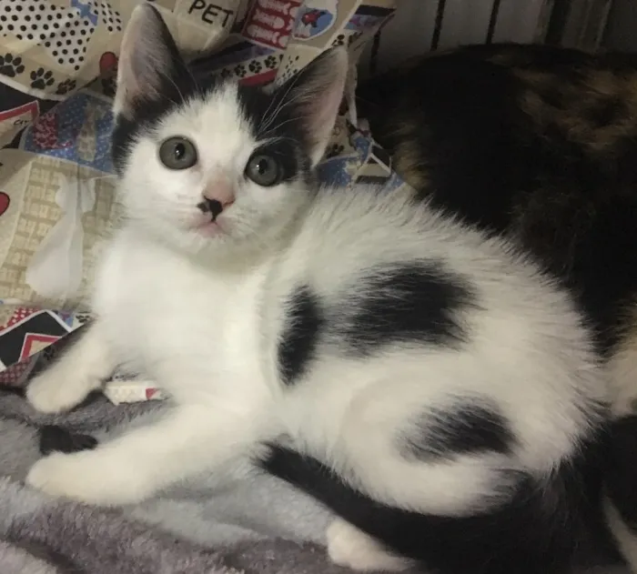 Gato ra a SRD idade 2 a 6 meses nome LAKA