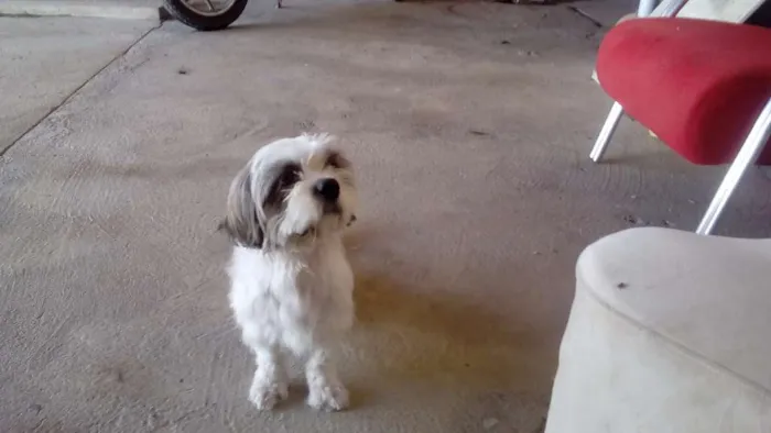 Cachorro ra a Shitsu idade 1 ano nome Thor