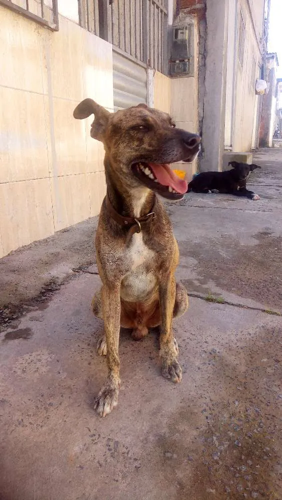 Cachorro ra a Não definida idade 4 anos nome Scooby 