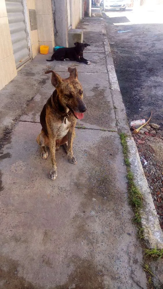 Cachorro ra a Não definida idade 4 anos nome Scooby 