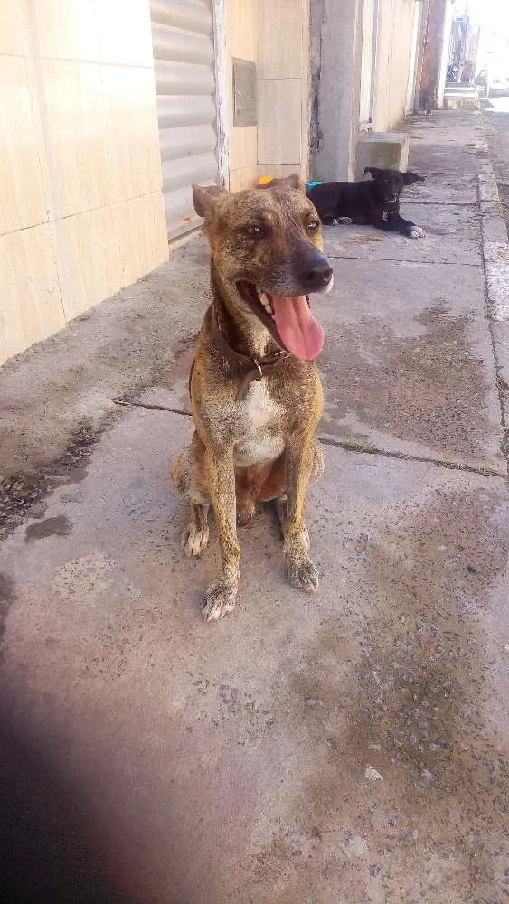 Cachorro ra a Não definida idade 4 anos nome Scooby 