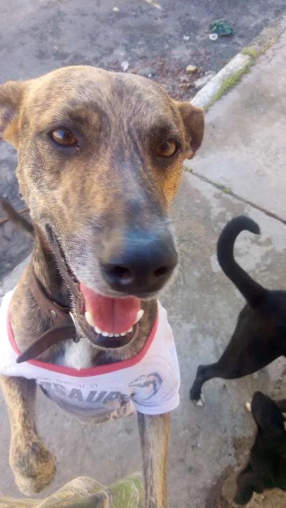 Cachorro ra a Não definida idade 4 anos nome Scooby 