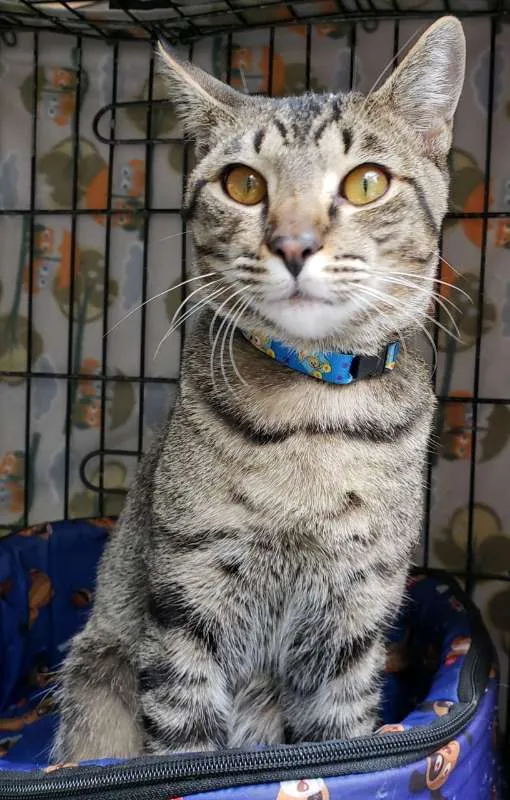 Gato ra a  idade 7 a 11 meses nome Valentim