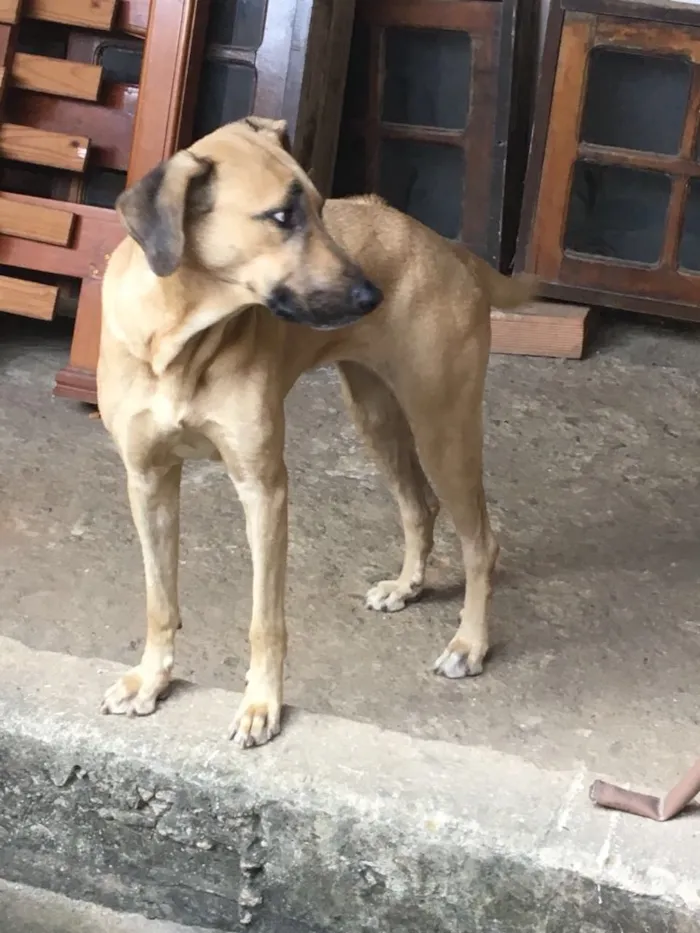 Cachorro ra a Raça indefinida  idade 2 anos nome Meg