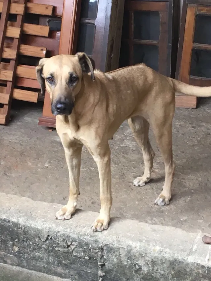 Cachorro ra a Raça indefinida  idade 2 anos nome Meg