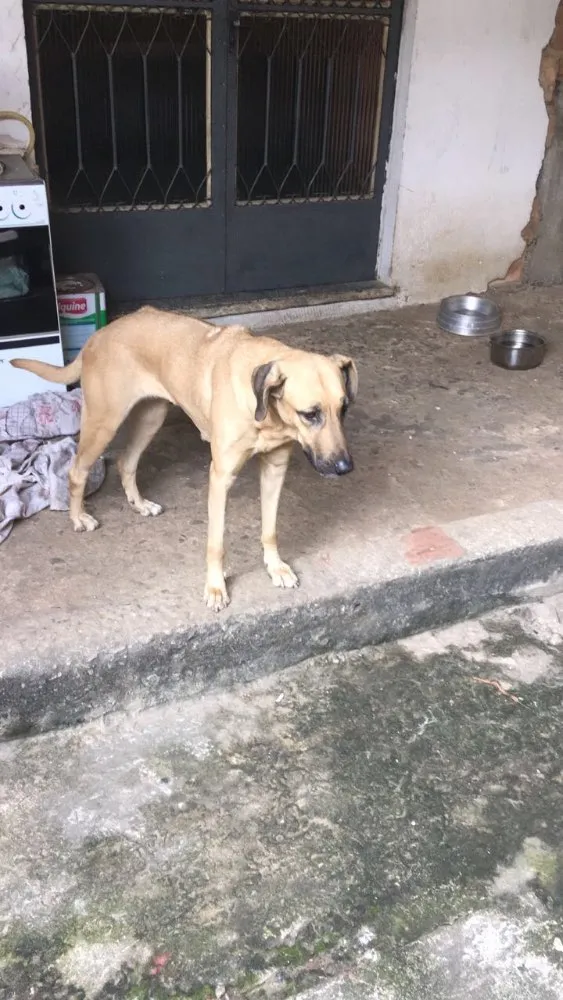 Cachorro ra a Raça indefinida  idade 2 anos nome Meg