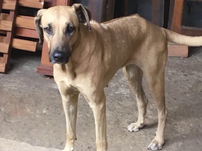 Cachorro ra a Raça indefinida  idade 2 anos nome Meg