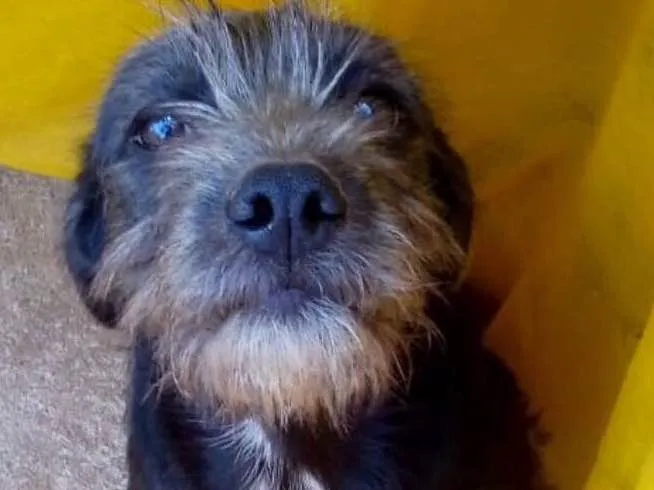 Cachorro ra a Sem raça definida idade 2 a 6 meses nome Sapeka