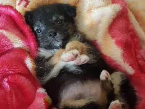 Cachorro raça sem raça idade Abaixo de 2 meses nome Suzy