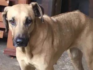 Cachorro raça Raça indefinida  idade 2 anos nome Meg