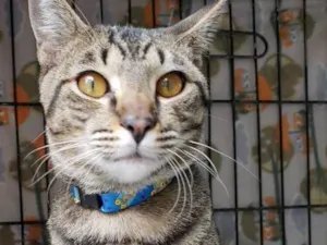 Gato raça  idade 7 a 11 meses nome Valentim