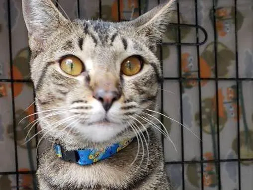 Gato ra a  idade 7 a 11 meses nome Valentim