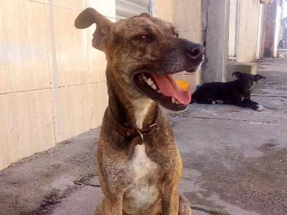 Cachorro ra a Não definida idade 4 anos nome Scooby 