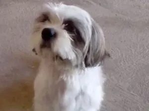 Cachorro raça Shitsu idade 1 ano nome Thor
