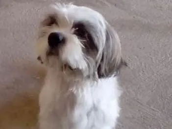 Cachorro ra a Shitsu idade 1 ano nome Thor