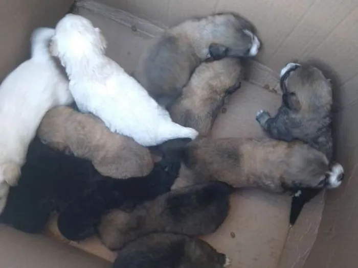 Cachorro ra a idade Abaixo de 2 meses nome Sem nome